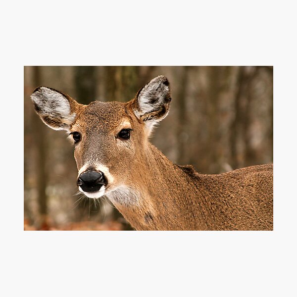 Doe in Forest Photographic Print