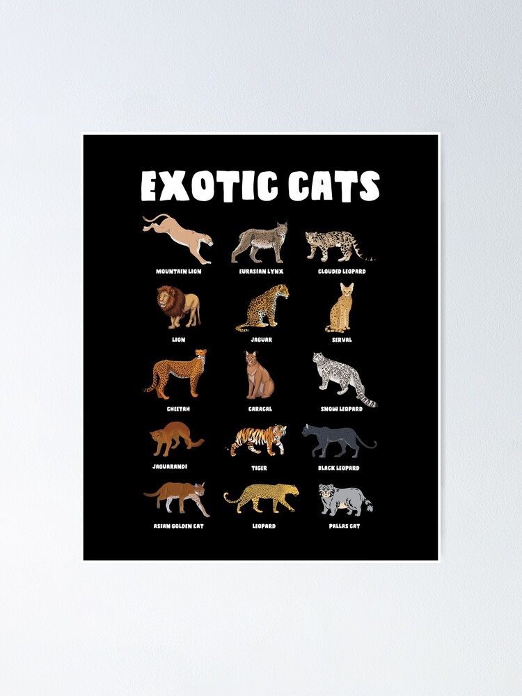 Types Of Big Cat Chart Wild Animal Types Of Cats Big Biggest Cats