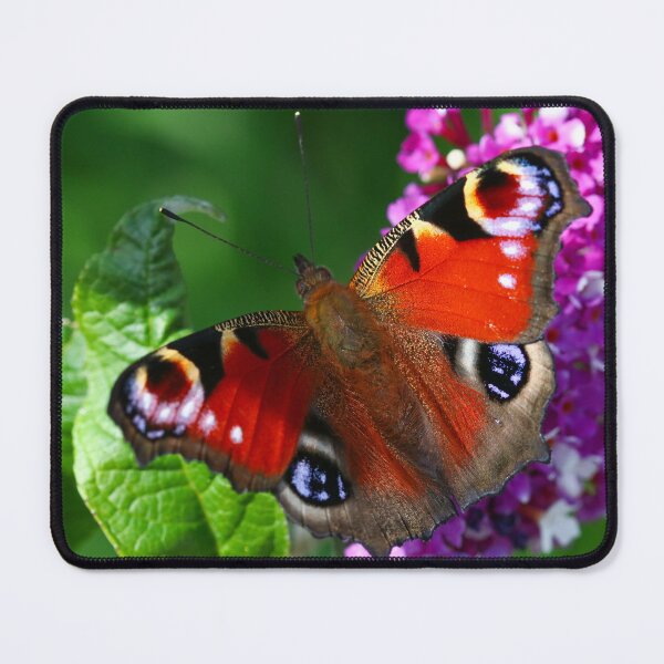 Item preview, Peacock butterfly on buddleia designed and sold by GreyFeatherPhot.