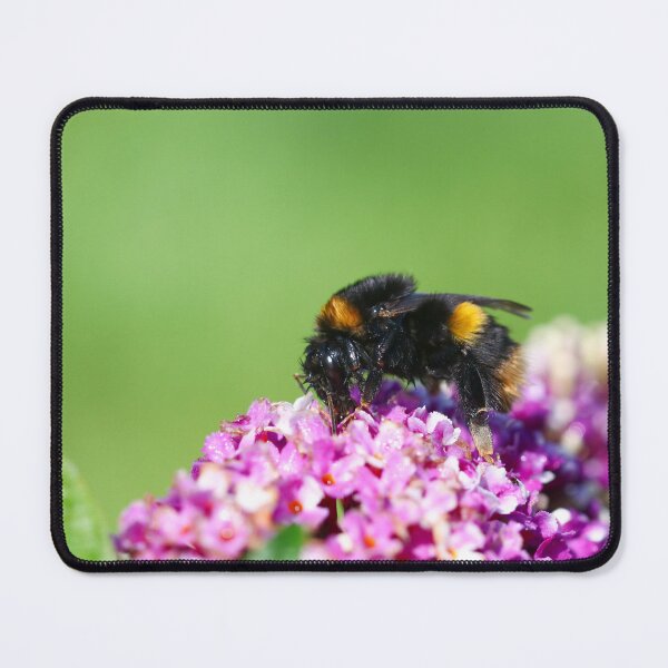 Item preview, Queen buff tailed bumblebee designed and sold by GreyFeatherPhot.
