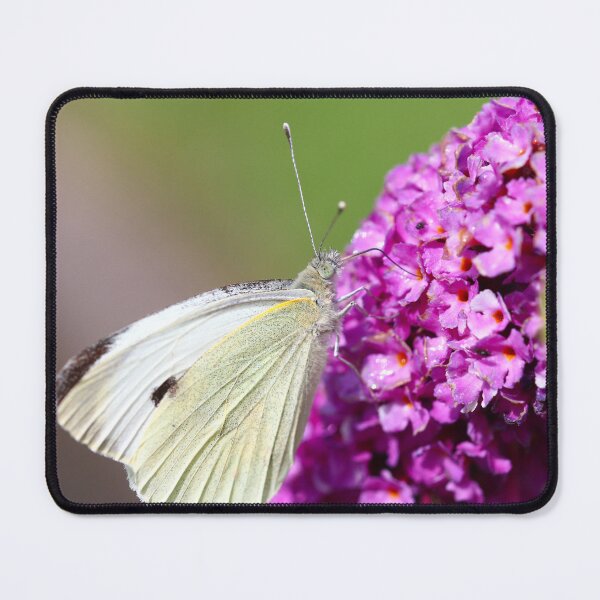Item preview, Large white butterfly designed and sold by GreyFeatherPhot.