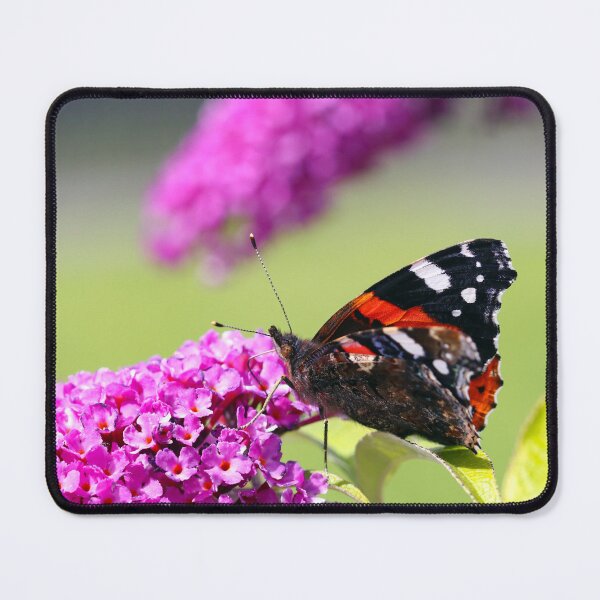 Item preview, Red admiral on a butterfly bush designed and sold by GreyFeatherPhot.