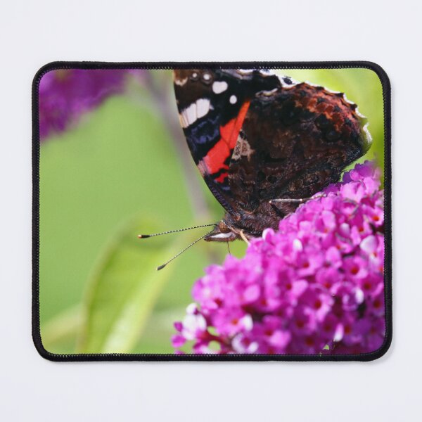 Item preview, Red admiral designed and sold by GreyFeatherPhot.