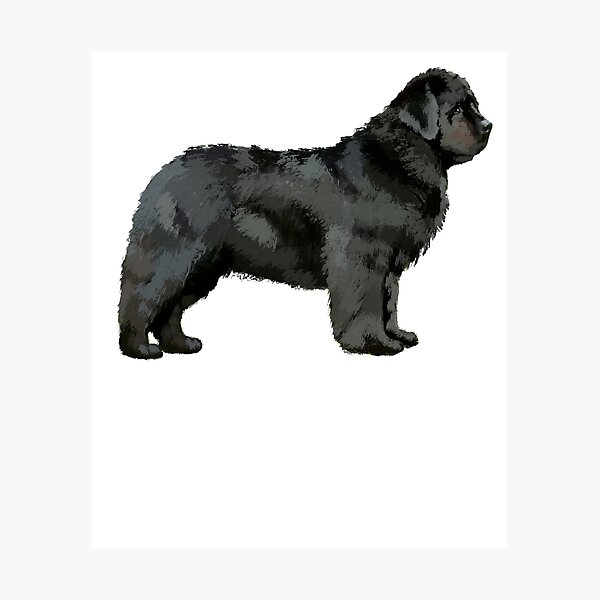 Newfoundland Dog Photographic Print