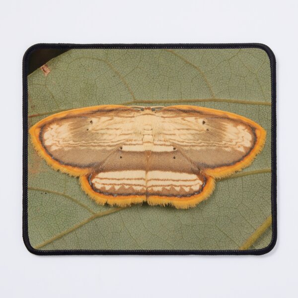 Item preview, Drepanid Moth designed and sold by itchydogimages.
