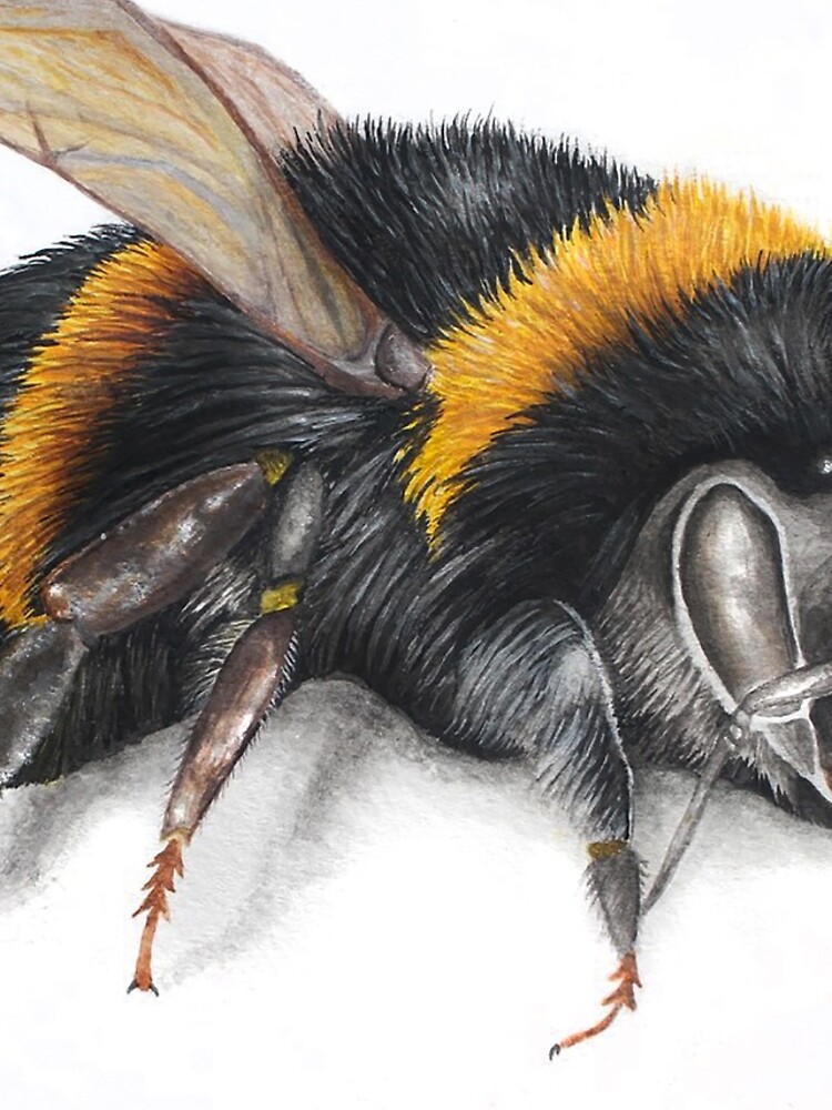 Bumble bee ink drawing by ElisesArtShop
