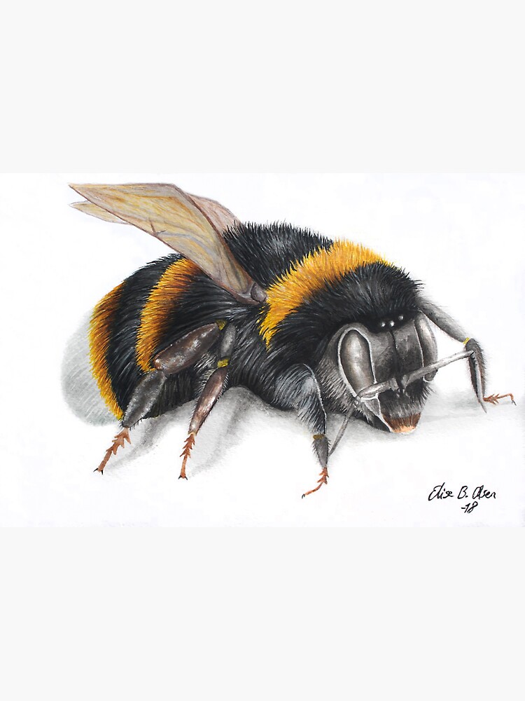Bumble bee ink drawing by ElisesArtShop