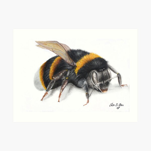 Bumble bee ink drawing Art Print