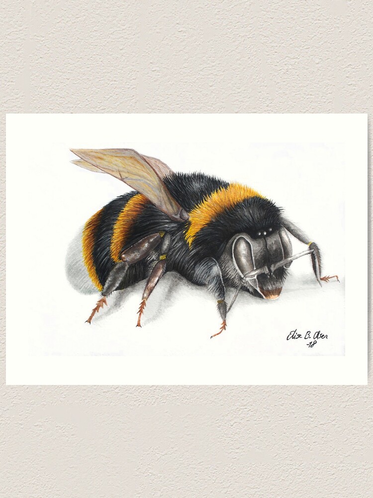 Alternate view of Bumble bee ink drawing Art Print