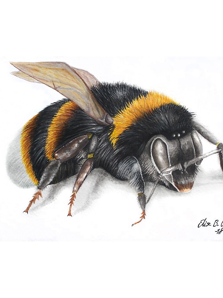Bumble bee ink drawing by ElisesArtShop