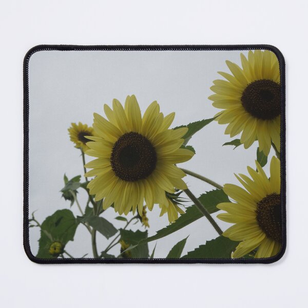 Item preview, Sunflower Photography  designed and sold by lizzythelizard1.