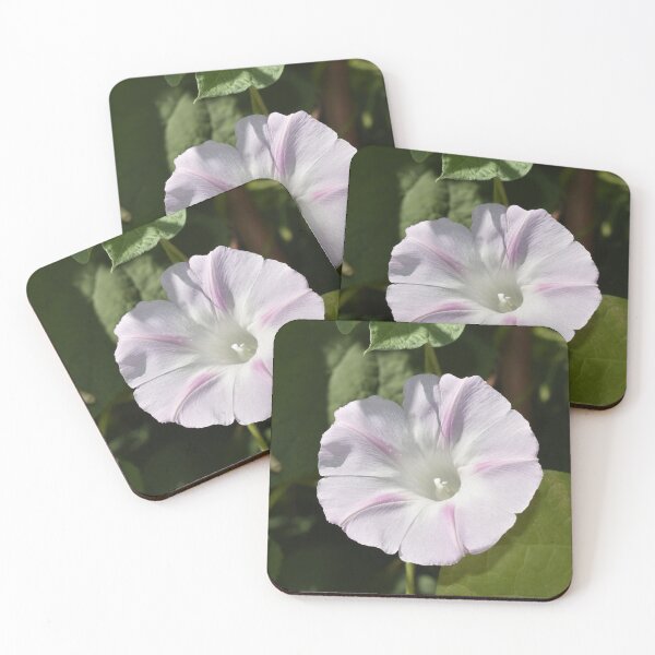Item preview, Pale Pink Morning Glory designed and sold by Kathleen Brant.