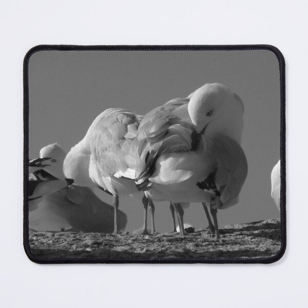 Item preview, seagulls. bicheno, eastcoast tasmania designed and sold by bodhiimages.