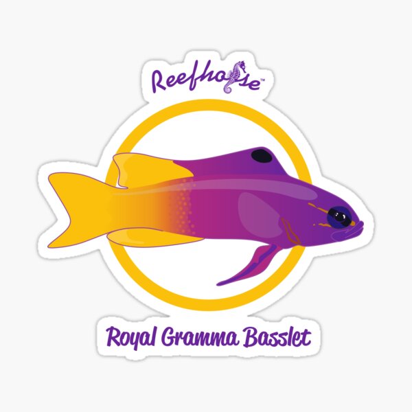 Item preview, Royal Gramma Basslet   designed and sold by KaplanCrypto.