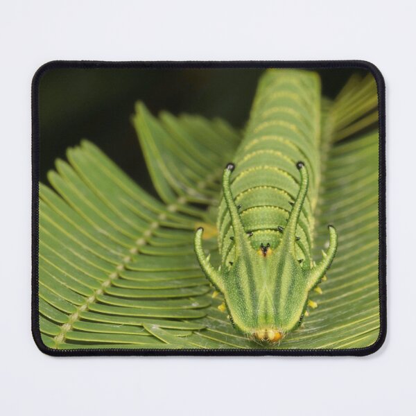 Item preview, Pallid Nawab Butterfly Dragonhead Caterpillar 1 designed and sold by itchydogimages.