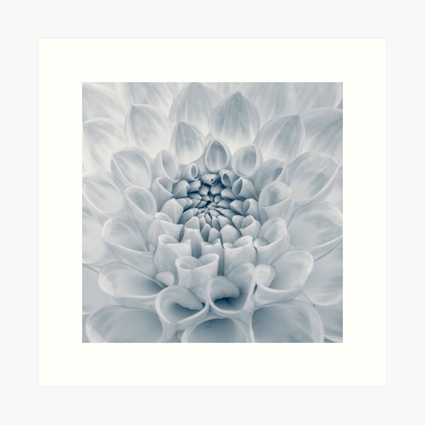 Item preview, Captivating Dahlia designed and sold by Assaf Frank.