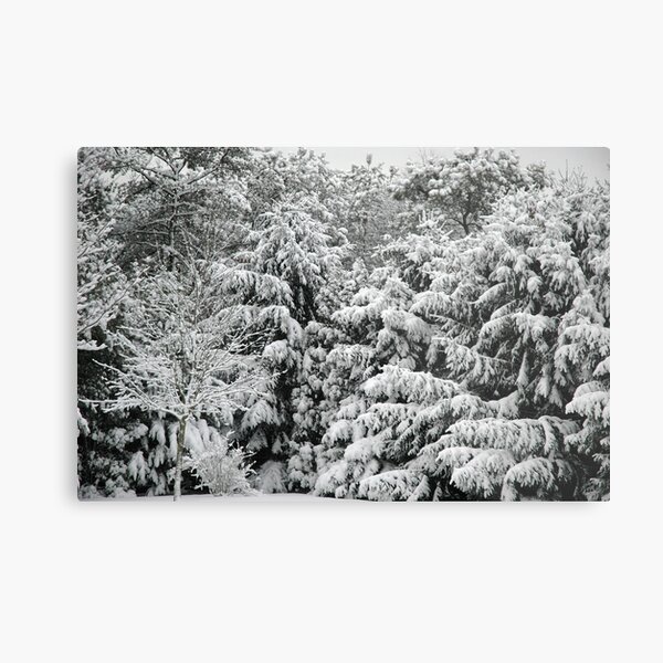 Snow at Rest Metal Print