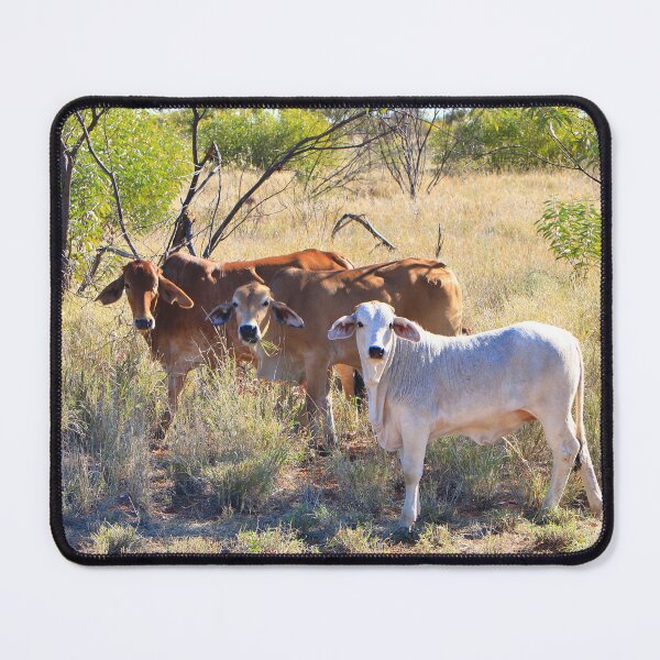 Item preview, Brahman cattle, Northern Territory, Outback Australia designed and sold by FranWest.