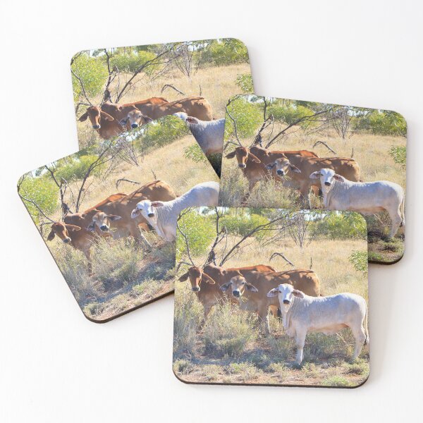Item preview, Brahman cattle, Northern Territory, Outback Australia designed and sold by FranWest.