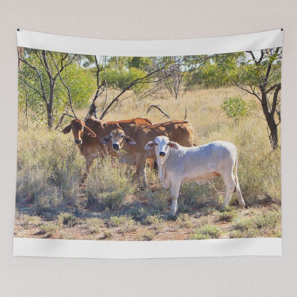 Item preview, Ganado Brahman, Territorio del Norte, Outback Australia designed and sold by FranWest.