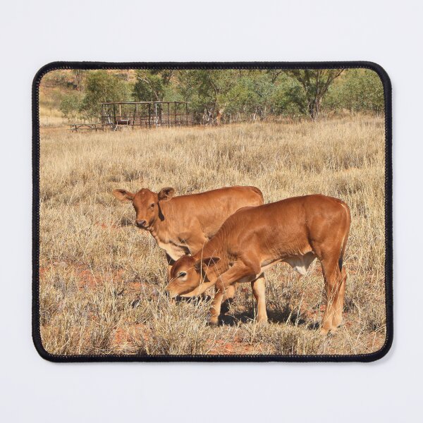 Item preview, Young calves, Northern Territory, Outback Australia designed and sold by FranWest.