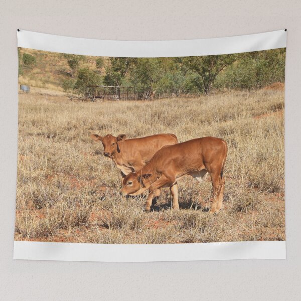 Item preview, Young calves, Northern Territory, Outback Australia designed and sold by FranWest.