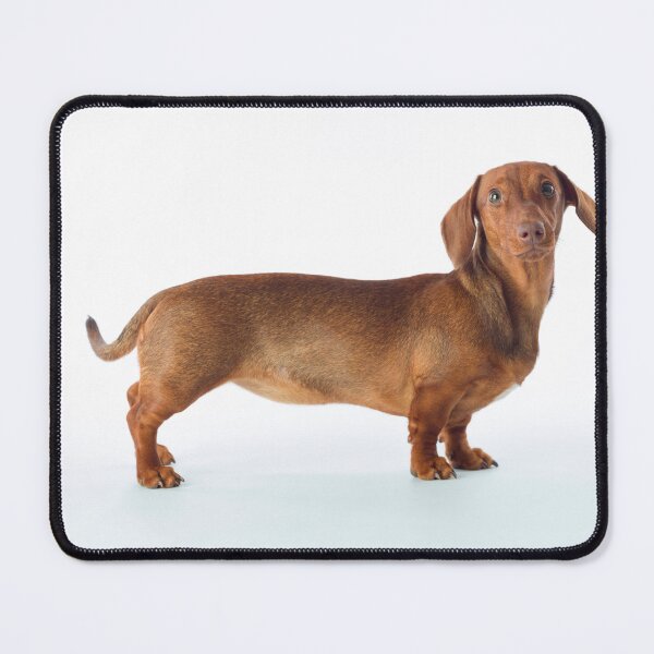 Item preview, Lovable Dachshund designed and sold by assaf.