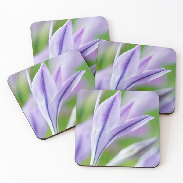 Item preview, Triteleia laxa  'Koningin Fabiola'  Triplet lily  Also known as Queen Fabiola  designed and sold by Chris Burrows.