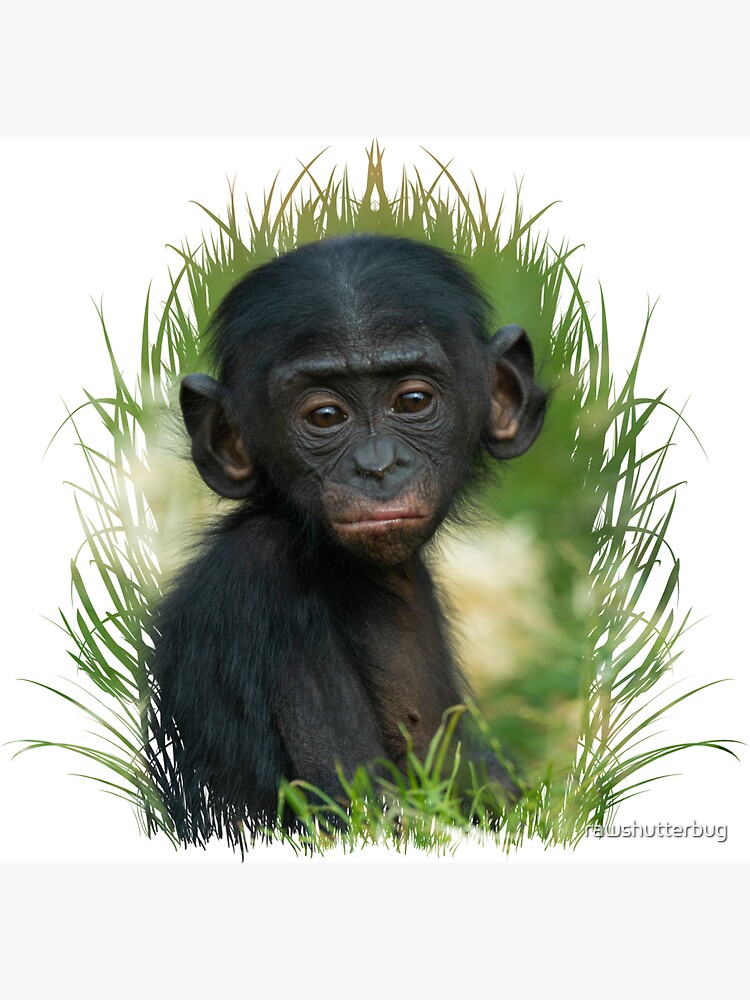 chimpanzé, assis, tenir un objet, tenir un verre, singe, jeune