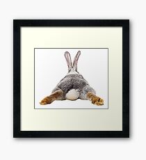 Cute Bunny Rabbit Schwanz Hintern Bild Bild Gerahmtes Wandbild