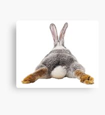 Cute Bunny Rabbit Schwanz Hintern Bild Bild Leinwanddruck
