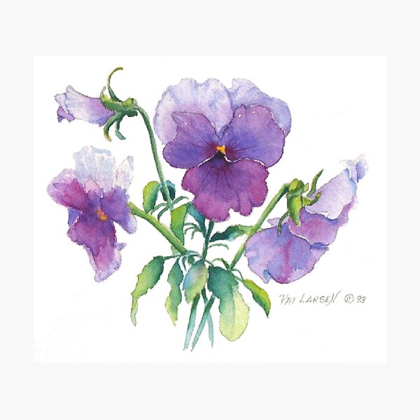 Lavender Pansy Photographic Print