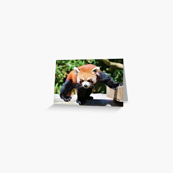 Artikel-Vorschau von Tanz des Roten Pandas, designt und verkauft von Fearless-Fox.
