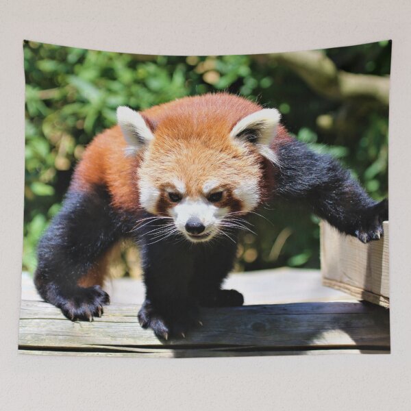 Item preview, Red Panda Dance designed and sold by Fearless-Fox.