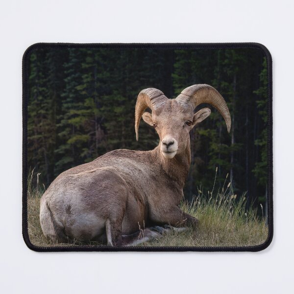 Item preview, Banff Big Horn Sheep designed and sold by nbrandsberg.