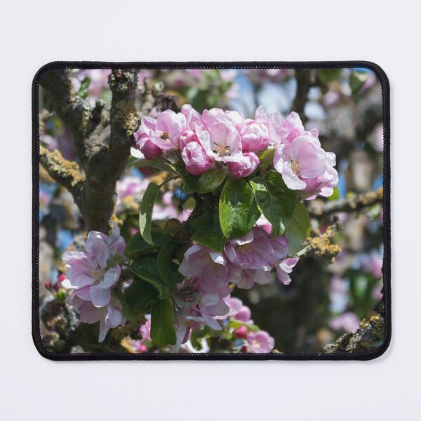 Item preview, English apple blossom in April designed and sold by LindaCooke.