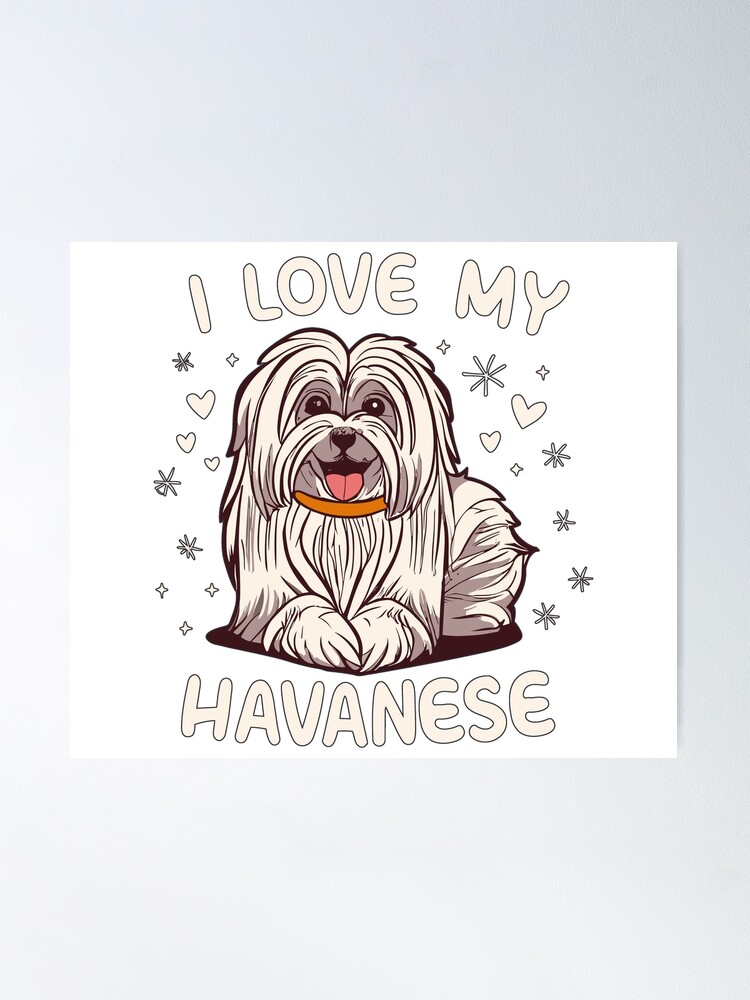 My havanese best sale