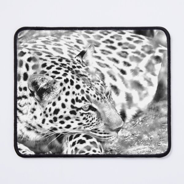 Item preview, The Enigmatic South African Leopard designed and sold by artistevt.