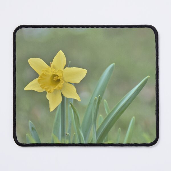 Item preview, Lone Daffodil designed and sold by athousandwordss.
