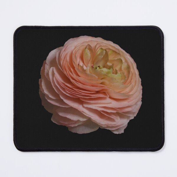 Item preview, Pink Ranunculus Cutout designed and sold by Thomas Bugarin.