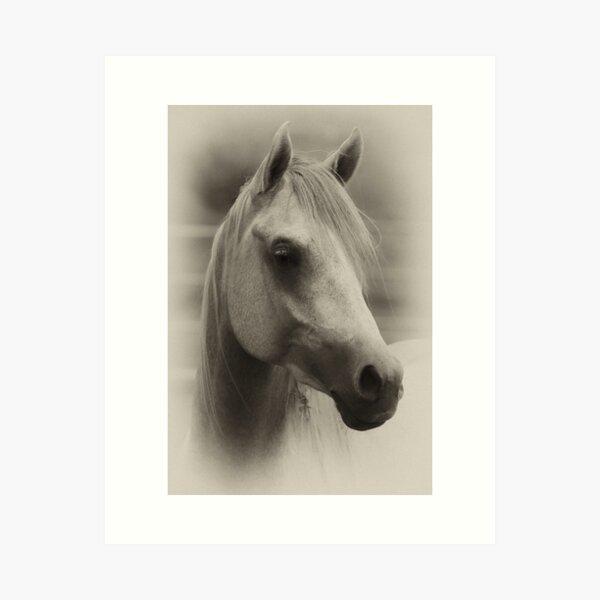 Artikelvorschau, Arabian Colt entworfen und verkauft von Sharon Morris.