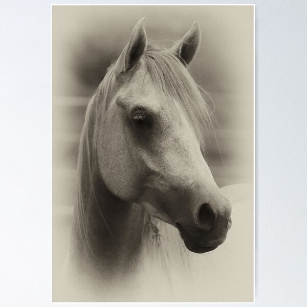 Artikelvorschau, Arabian Colt entworfen und verkauft von Sharon Morris.