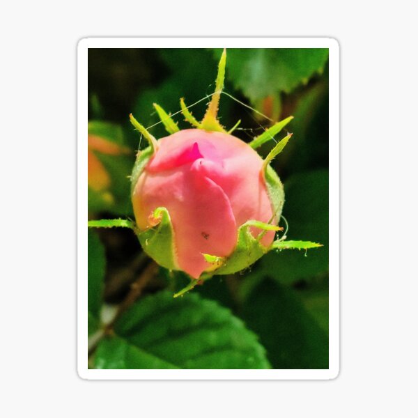Rose Bud Photo Sticker