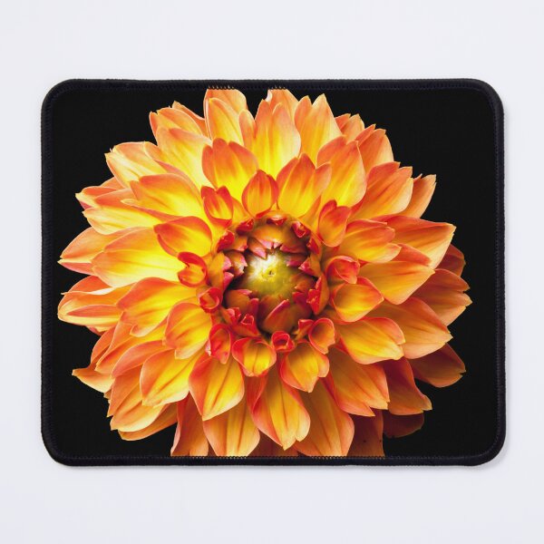 Item preview, Four Queens Dahlia on black. designed and sold by LindaCooke.