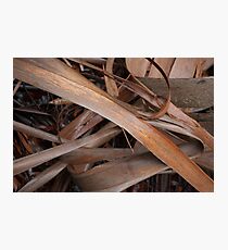 Eucalyptus Unclothed 1 Photographic Print