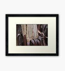 Eucalyptus Unclothed 3 Framed Print