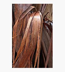 Eucalyptus Unclothed 4 Photographic Print