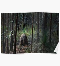 Conimbla Woodlands Poster