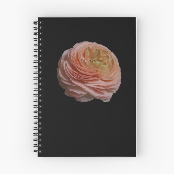Item preview, Pink Ranunculus Cutout designed and sold by Thomas Bugarin.