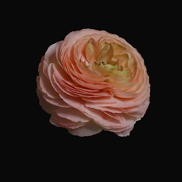 Artwork thumbnail, Pink Ranunculus Cutout by Thomas Bugarin